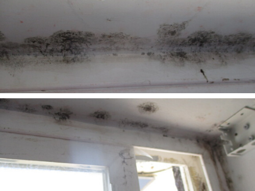 Mold in the home: How big a health problem is it?